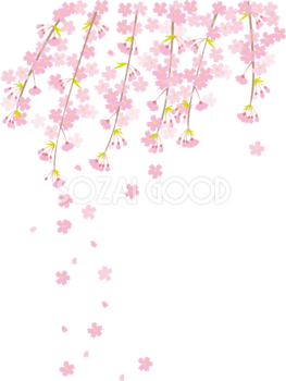 桜 花びら散るイラスト 透過 背景なし無料 フリー 素材good