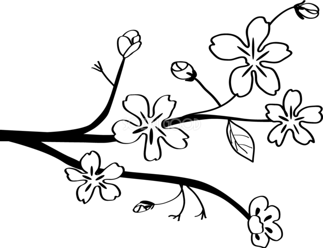かわいい桜 春の花 白黒イラスト シンプル和風 138 素材good