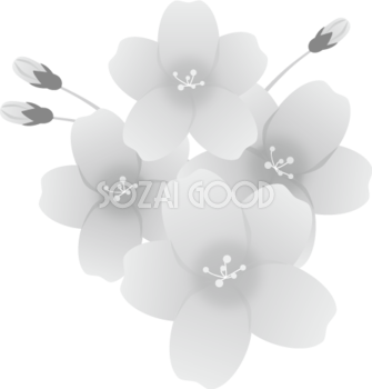 グレースケールの桜 お花 無料 白黒イラスト83151