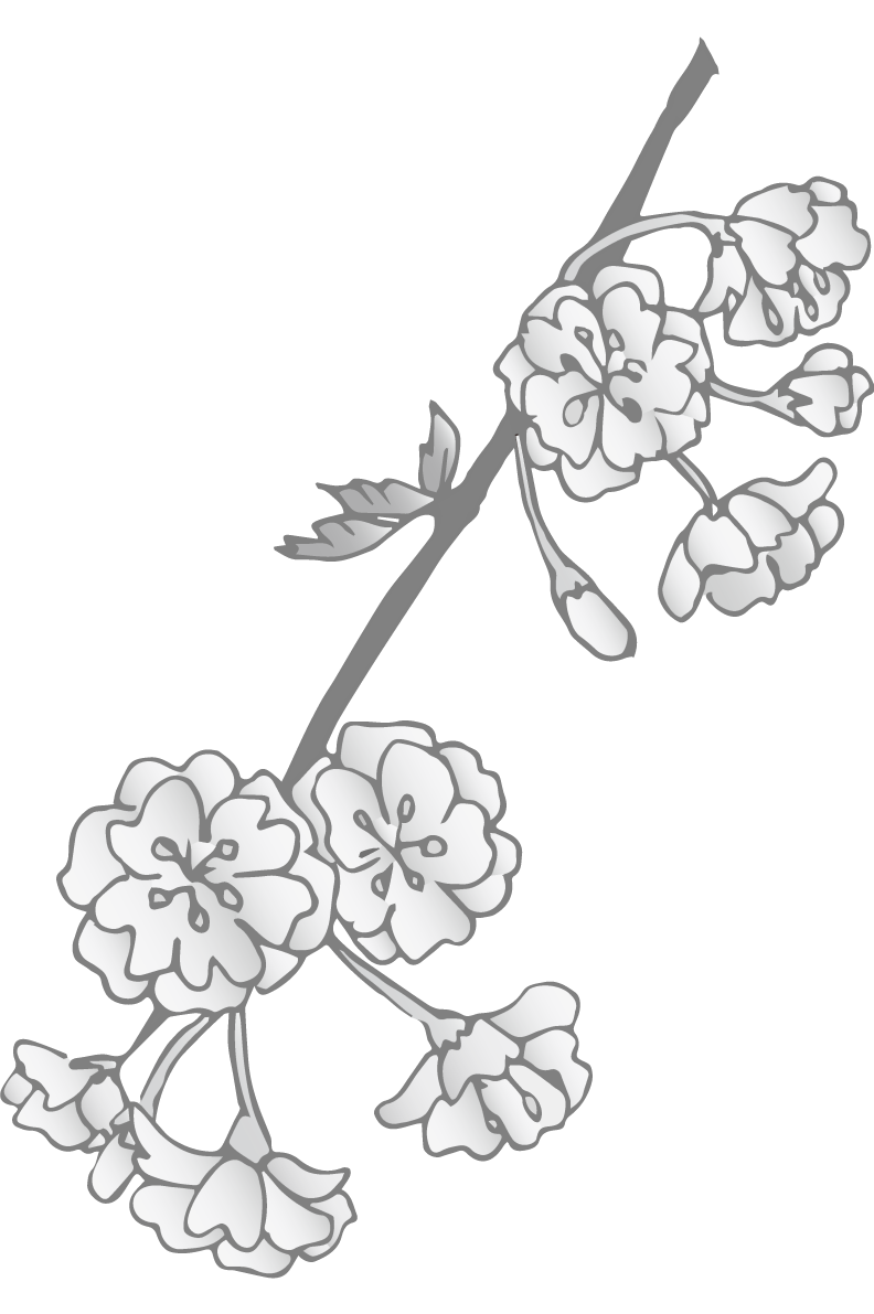 グレースケールの桜の花(しだれ桜)無料 白黒イラスト83154に写真・文字を入れる