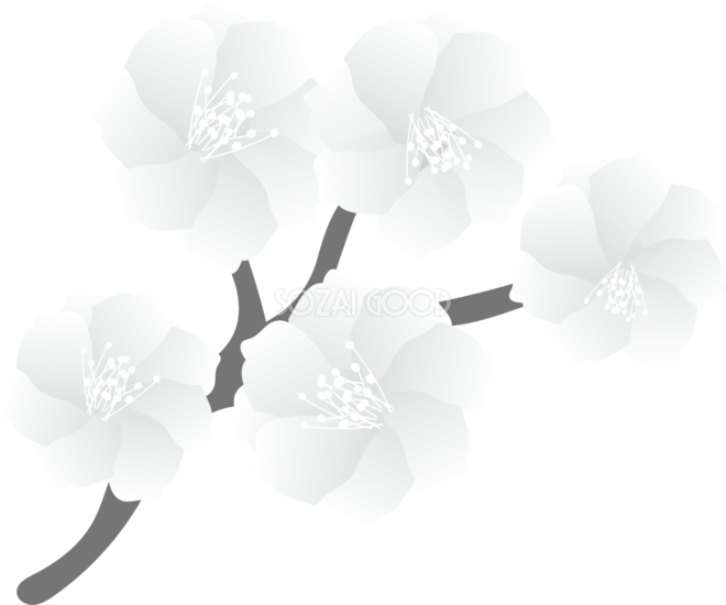 グレースケールの十月桜の花無料 白黒イラスト160 素材good