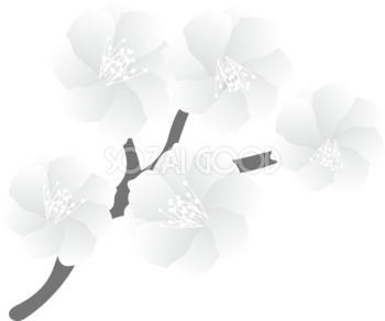 グレースケールの十月桜の花無料 白黒イラスト83160