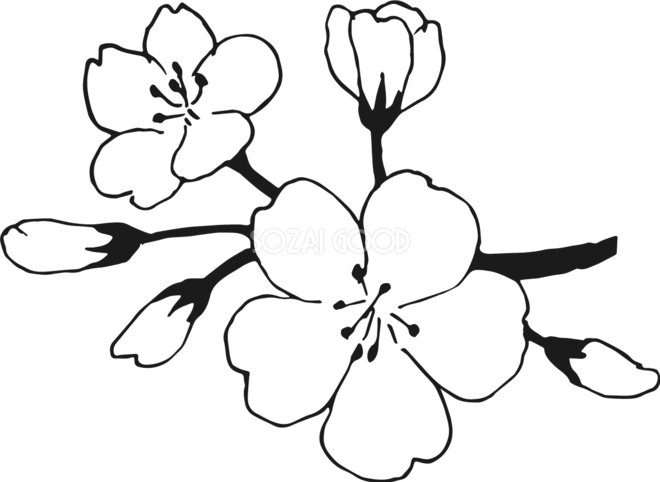 桜の花 ソメイヨシノ 無料 白黒イラスト83168 素材good