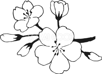 桜の花(ソメイヨシノ)無料 白黒イラスト83168
