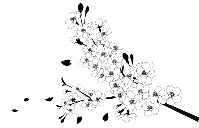 桜背景と花びら透過背景なし 白黒イラスト 枝アップ 173 素材good