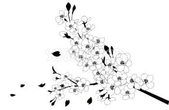 桜背景と花びら透過背景なし 白黒イラスト(枝アップ)83173