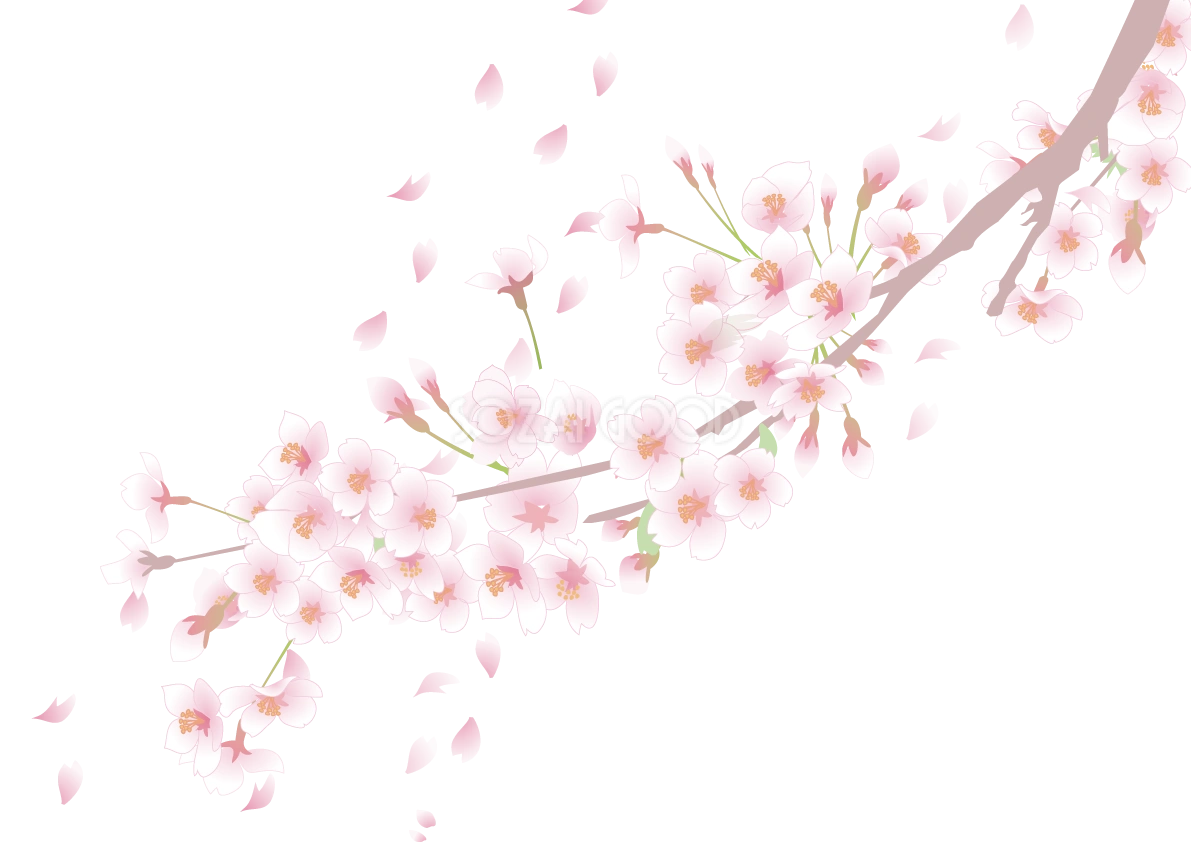 右上から左下に伸びる桜(木の枝 花びら 蕾)背景無し透過フリーイラスト83231