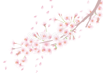 75 桜 イラスト 背景透過 イラスト画像