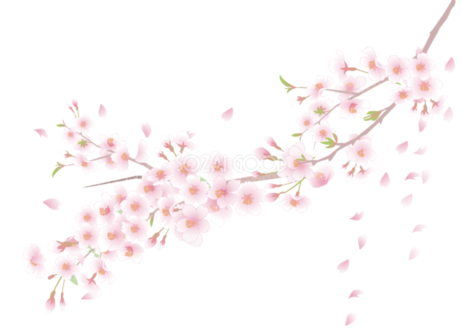 桜 花びら散るイラスト 透過 背景なし無料 フリー 素材good