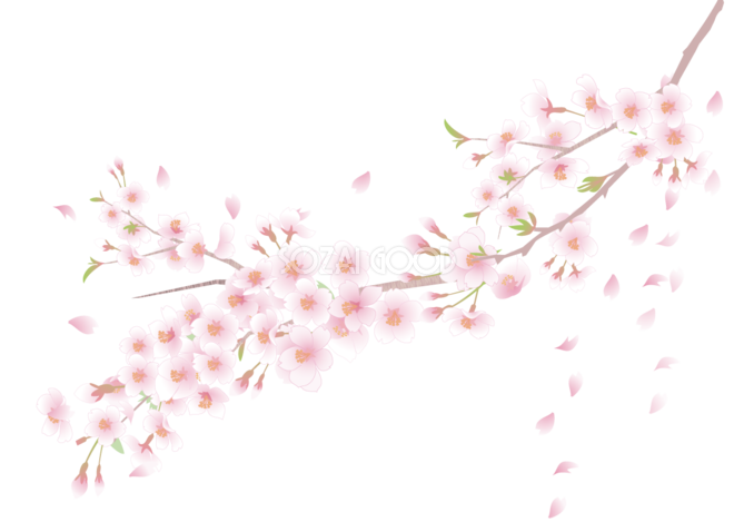 右上から左下に垂れ下がる桜 木の枝 花びら 蕾 背景無し透過フリーイラスト83232 素材good