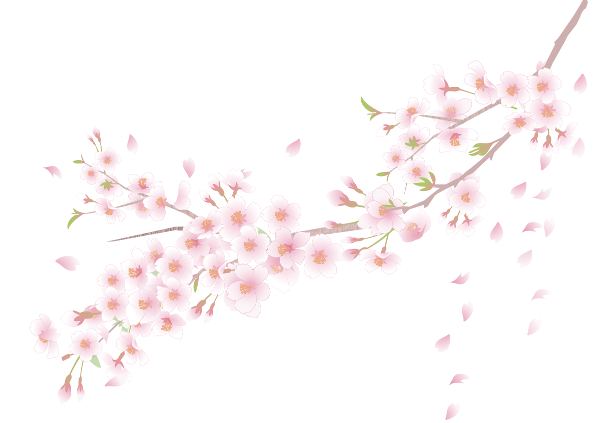 右上から左下に垂れ下がる桜(木の枝 花びら 蕾)背景無し透過フリーイラスト83232に写真・文字を入れる