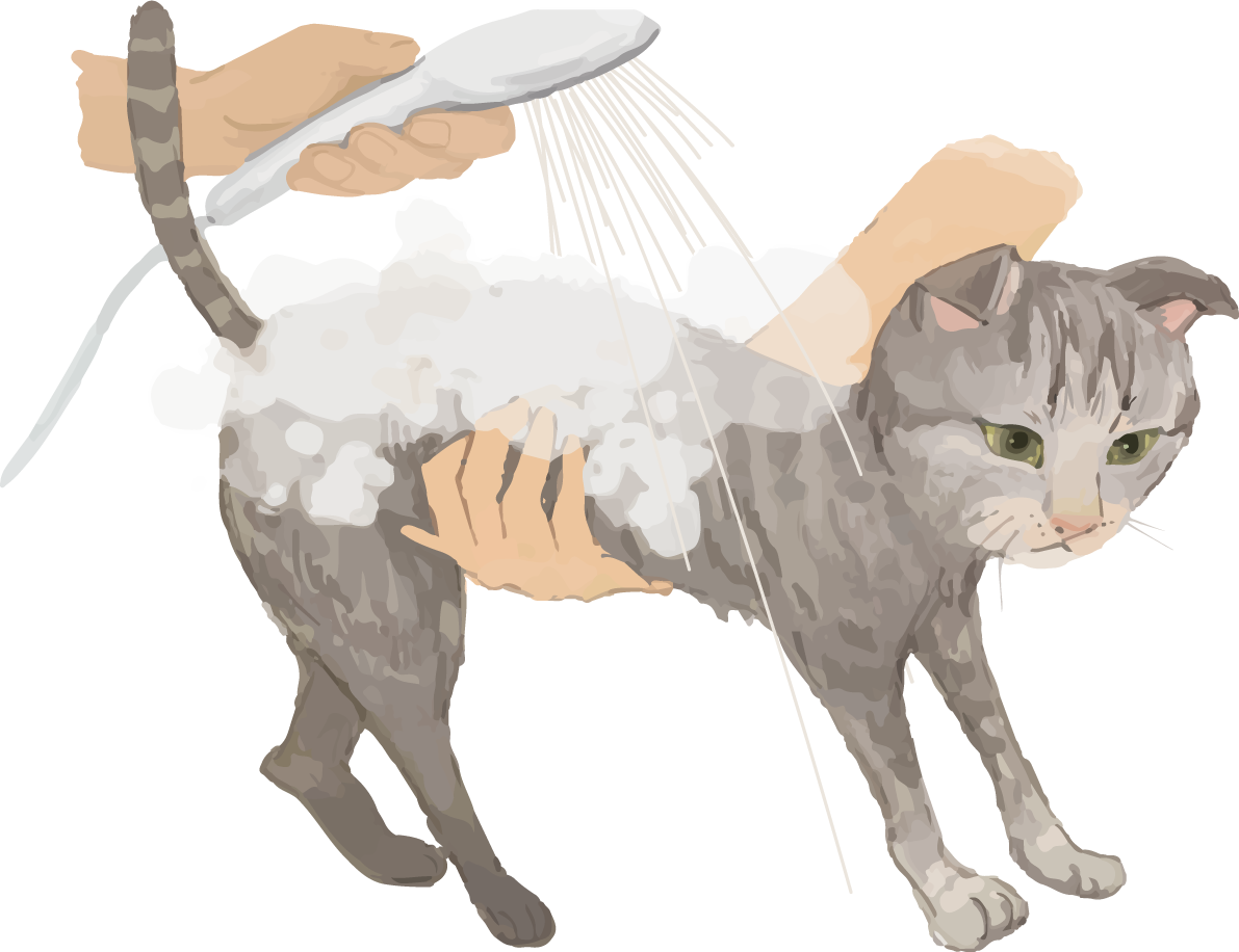 猫(トラ柄の雑種ミックス)シャンプーするリアル無料フリーイラスト83253に写真・文字を入れる