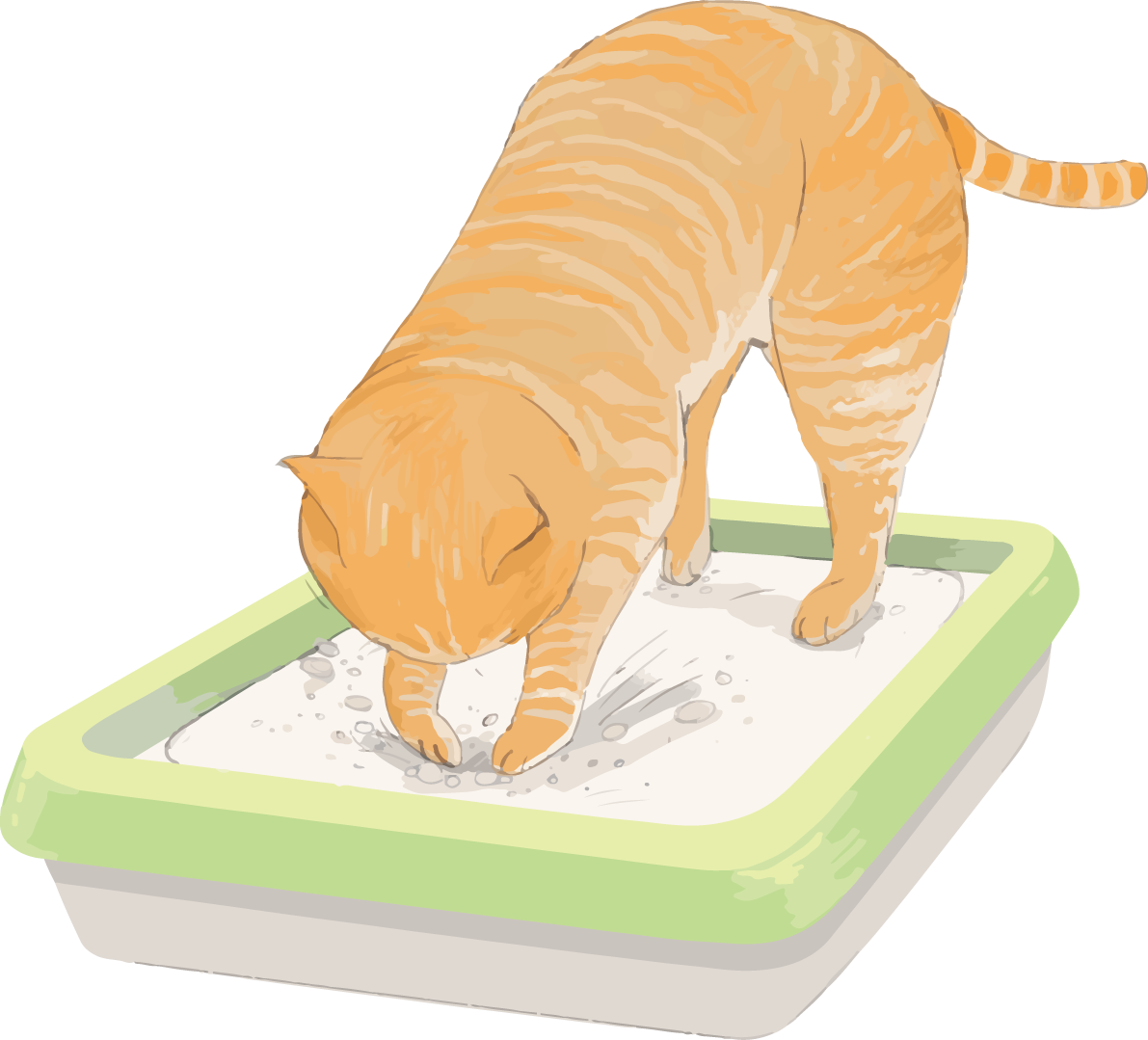 猫(トラ柄の雑種ミックス)トイレの砂を掘るリアル無料フリーイラスト83255に写真・文字を入れる