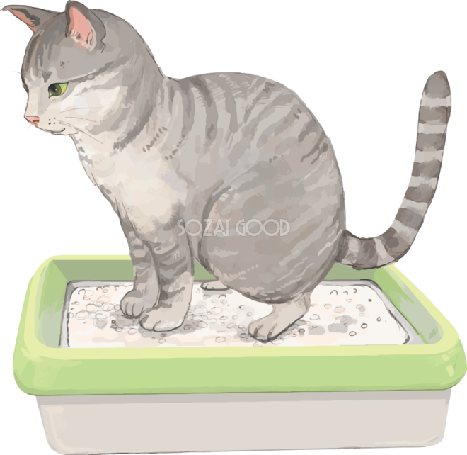 猫 トラ柄の雑種ミックス トイレをしつけするリアル無料フリーイラスト256 素材good