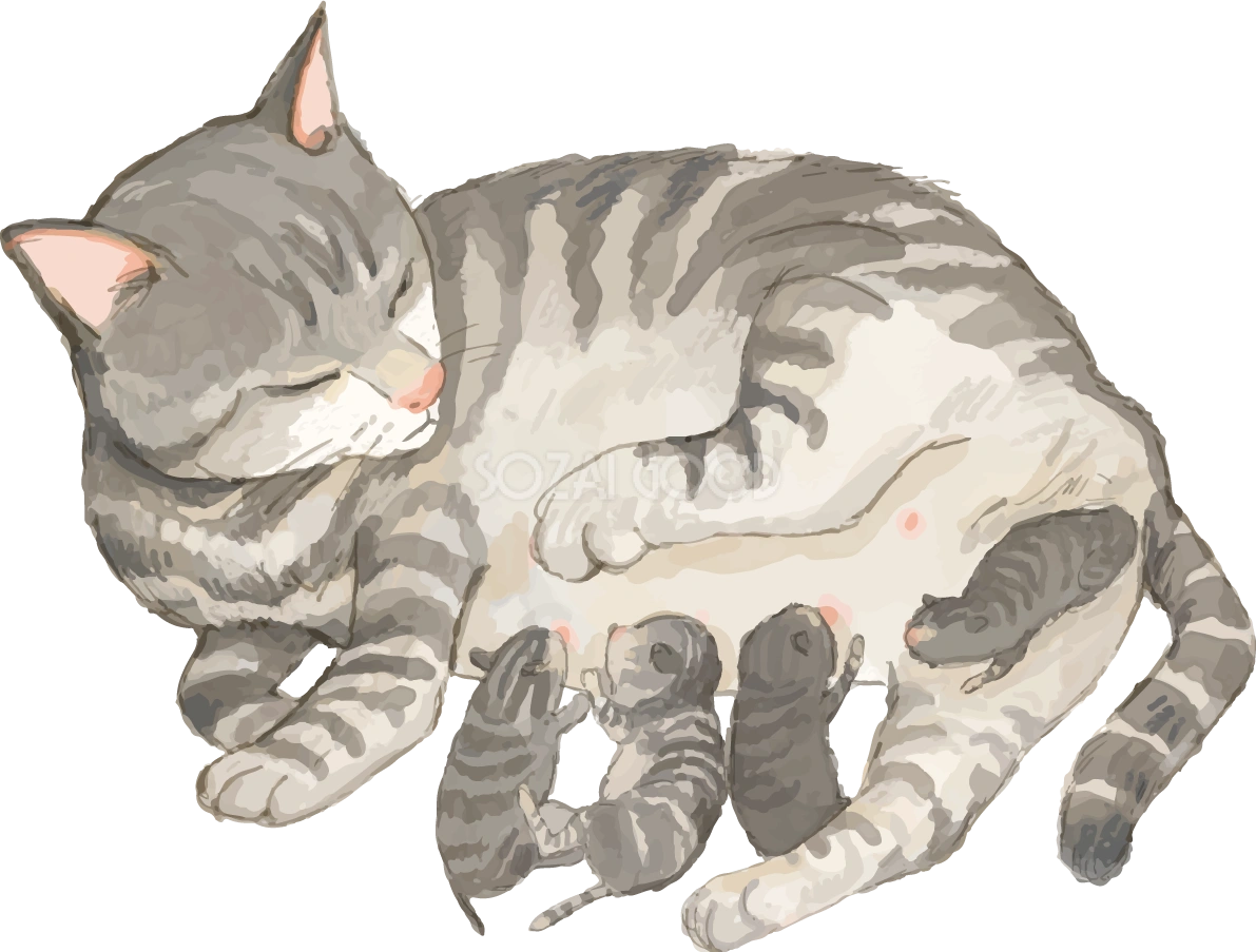 猫(トラ柄の雑種ミックス)出産するリアル無料フリーイラスト83266