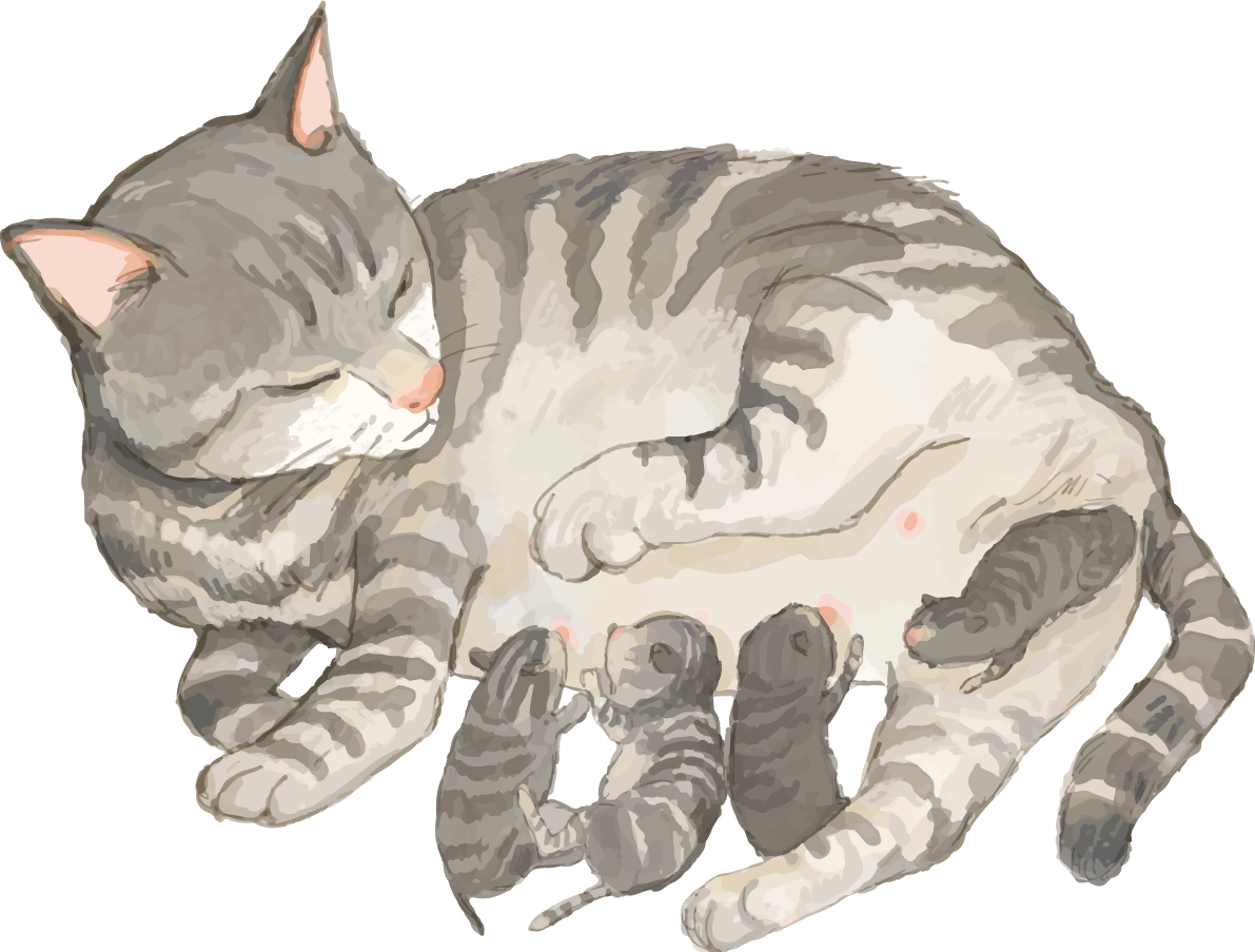 猫(トラ柄の雑種ミックス)出産するリアル無料フリーイラスト83266に写真・文字を入れる