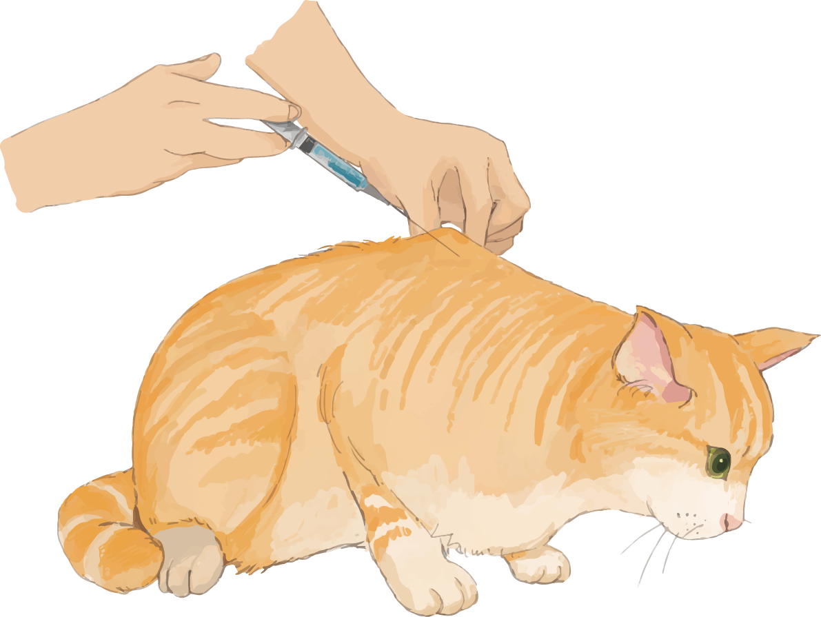 猫(トラ柄の雑種ミックス)注射するリアル無料フリーイラスト83272に写真・文字を入れる