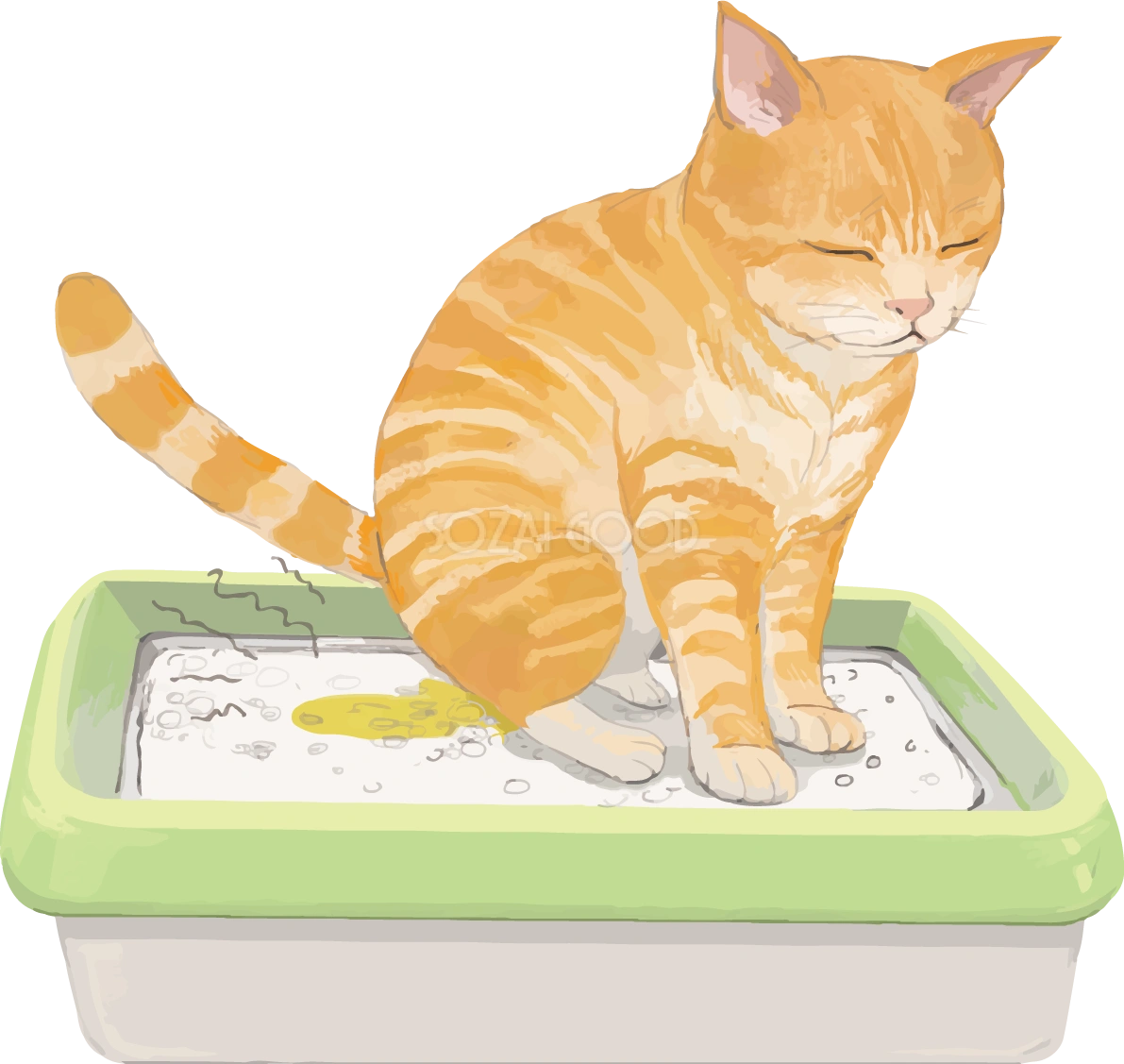 猫(トラ柄の雑種ミックス)おしっこしたら臭いリアル無料フリーイラスト83283