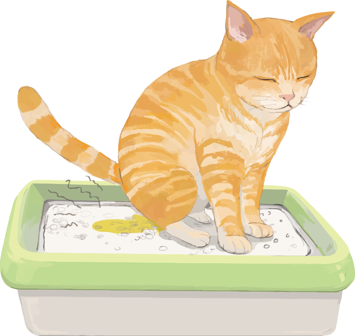 猫(トラ柄の雑種ミックス)おしっこしたら臭いリアル無料フリーイラスト83283に写真・文字を入れる
