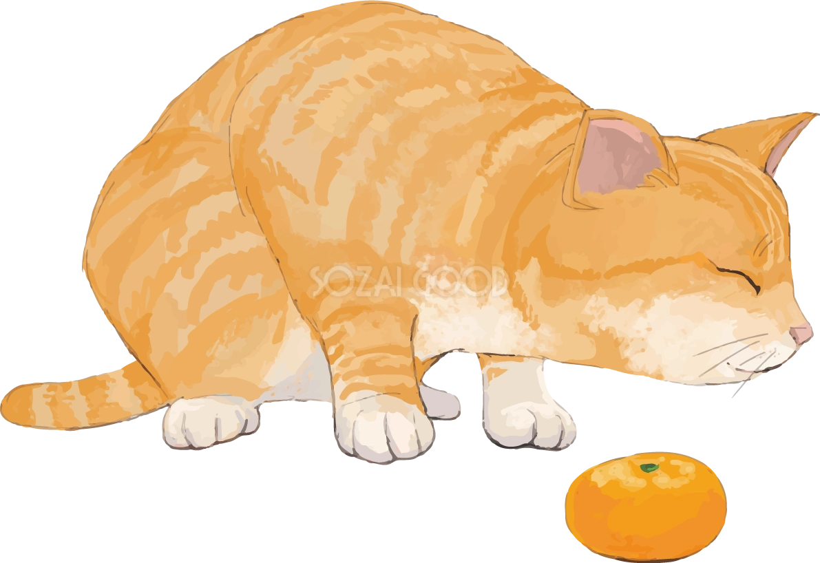猫(トラ柄の雑種ミックス)ミカンを嫌うリアル無料フリーイラスト83293