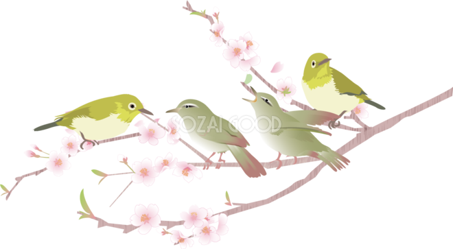 鳥たちが寛ぐ桜の枝フリー無料イラスト325 素材good