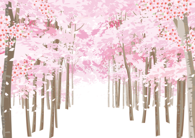 左右に満開の桜の木と中央に道を通る背景なし無料フリーイラスト349 素材good