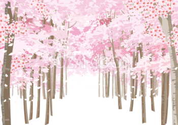 左右に満開の桜の木と中央に道を通る背景なし無料フリーイラスト83349