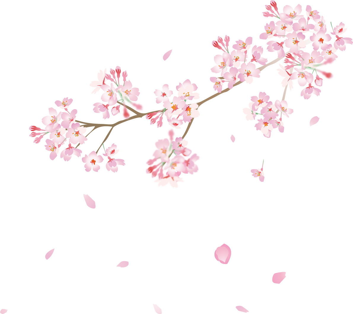 左上から垂れ下がる桜の枝と散る花びら背景なし無料フリーイラスト83352に写真・文字を入れる