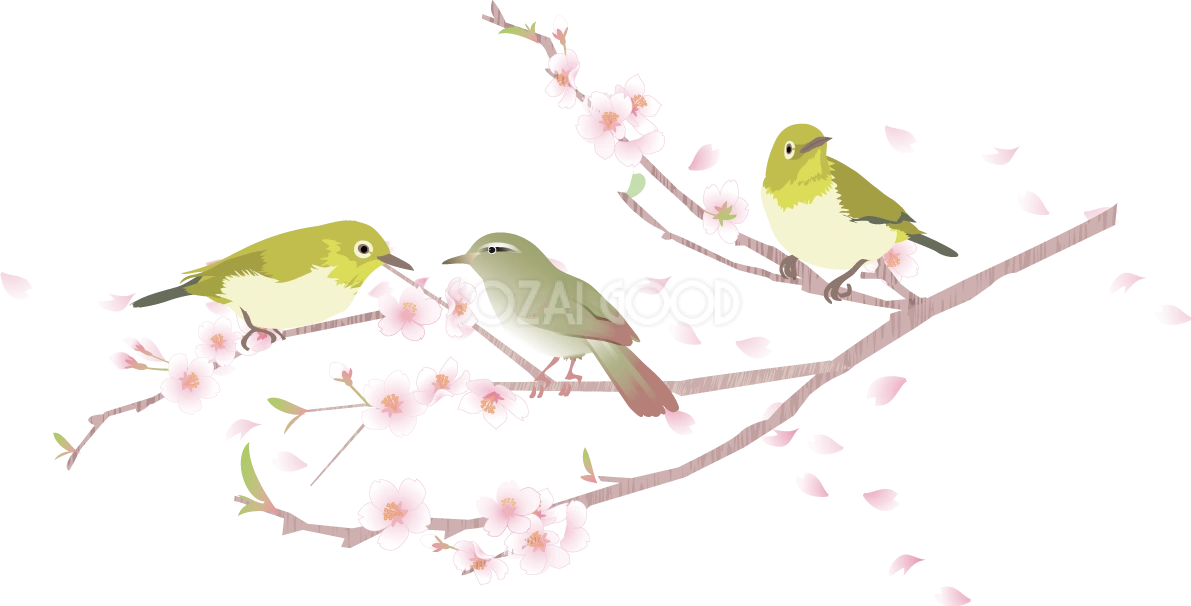桜の枝に三羽のうぐいす背景なし無料フリーイラスト.aiの83353