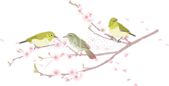 桜の枝に三羽のうぐいす背景なし無料フリーイラスト.aiの83353