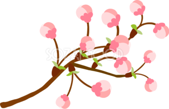 かわいい桜の花つぼみの開花イラスト無料(フリー)83358