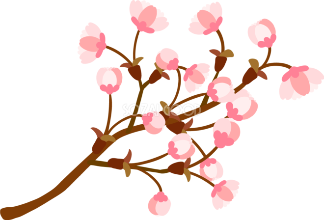 枝多めのかわいい桜の花が開きかけている蕾の開花イラスト無料 フリー