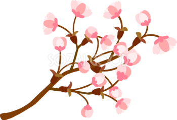 枝多めのかわいい桜の花が開きかけている蕾の開花イラスト無料(フリー)83384