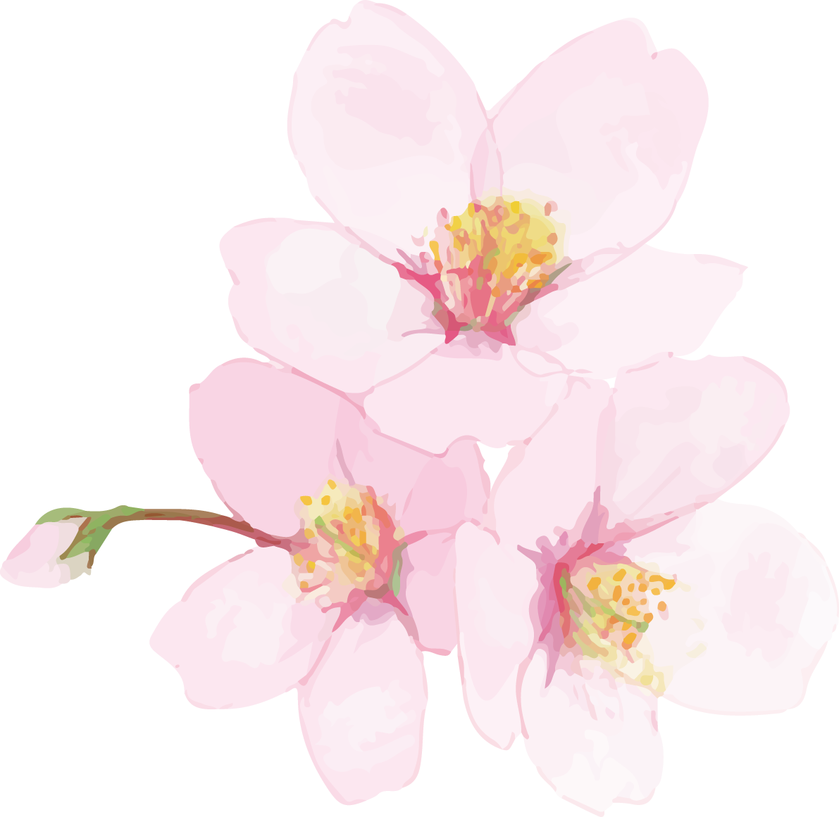 リアル綺麗な桜・花びらイラスト 3つの花と蕾飾り背景なし(透過)無料フリー83443に写真・文字を入れる