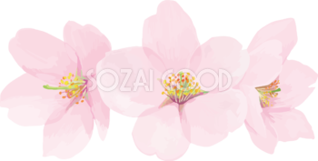 トップ100桜 イラスト 背景透過 無料イラスト集