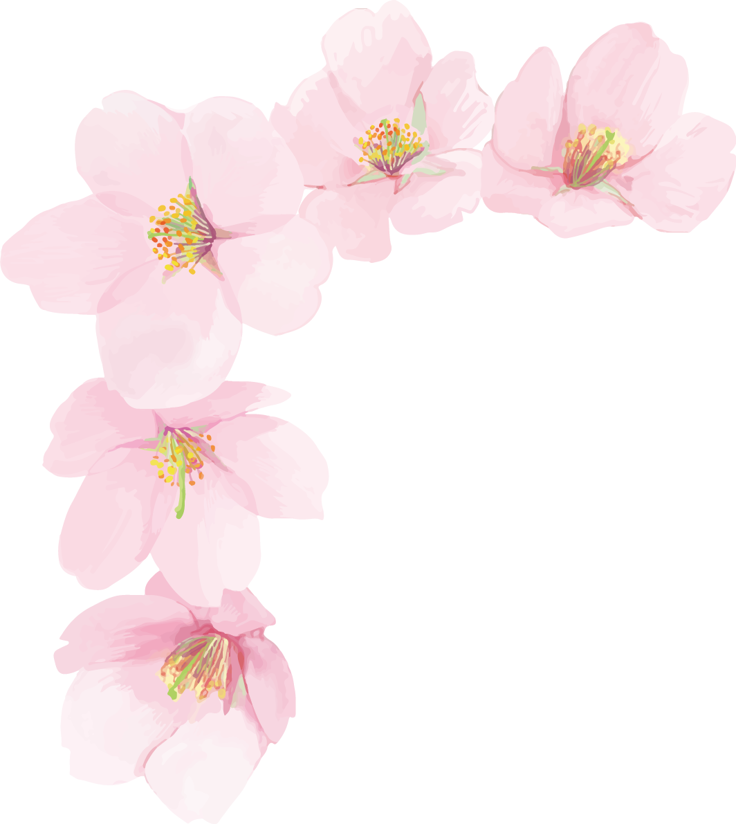 リアル綺麗な桜・花びらイラスト シンプル左上角用飾り背景なし(透過)無料フリー83445に写真・文字を入れる