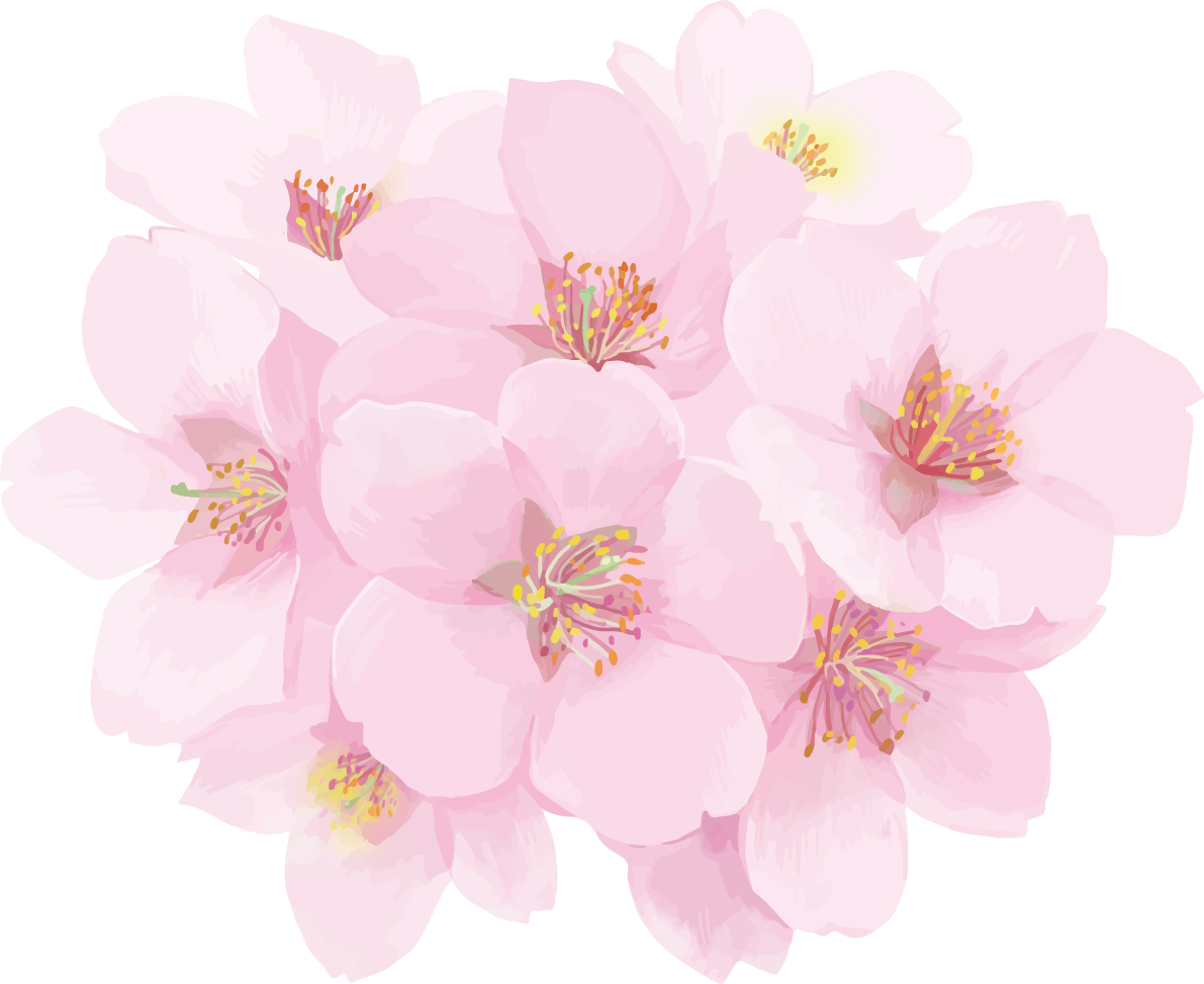 リアル綺麗な桜・花びらイラスト 満開ワンポイント飾り背景なし(透過)無料フリー83448に写真・文字を入れる