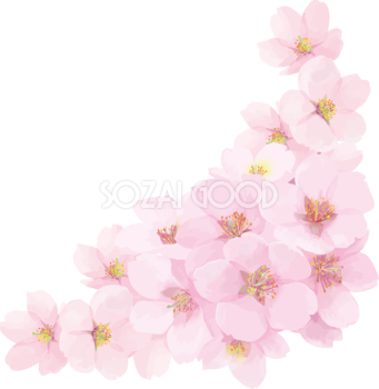リアル綺麗な桜・花びらイラスト 満開右下角用飾り背景なし(透過)無料フリー83449