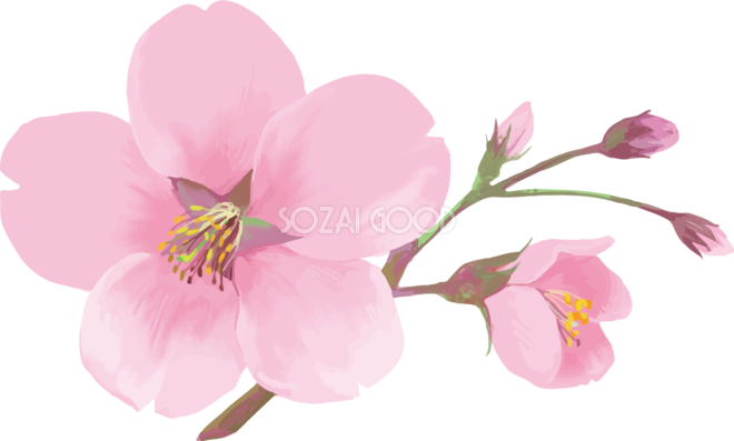 リアル綺麗な桜の枝イラスト 1輪の花と咲きそうな蕾飾り背景なし 透過