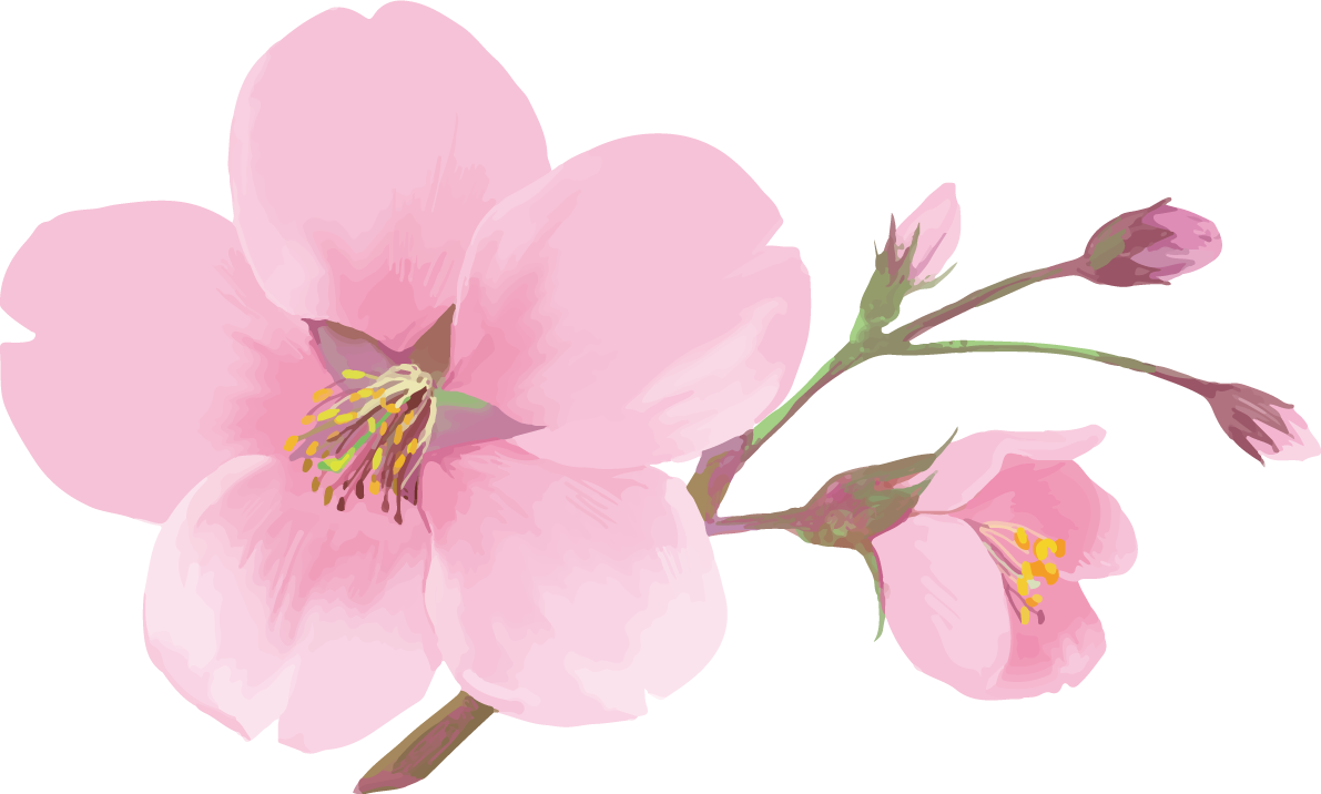 リアル綺麗な桜の枝イラスト 1輪の花と咲きそうな蕾飾り背景なし(透過)無料フリー83450に写真・文字を入れる