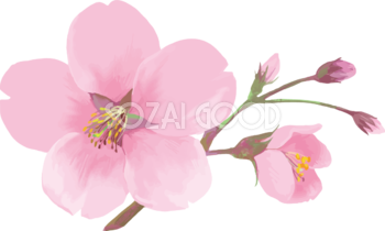 リアル綺麗な桜の枝イラスト 1輪の花と咲きそうな蕾飾り背景なし(透過)無料フリー83450