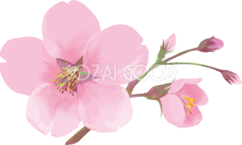 桜 花びら散るイラスト 透過 背景なし無料 フリー 素材good