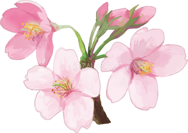 すべての美しい花の画像 最高のリアル 桜 花 イラスト