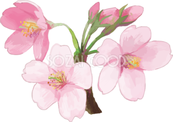 リアル綺麗な桜の枝イラスト ３輪の花飾り背景なし(透過)無料フリー83451