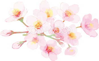 リアル綺麗な桜の枝イラスト 開花後のキレイに咲く飾り背景なし(透過)無料フリー83452