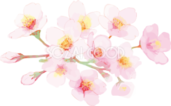 かわいいディズニー画像 新鮮な桜 イラスト 綺麗 フリー