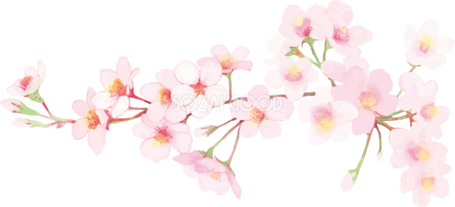 最新 桜 イラスト 背景透過 壁紙 配布