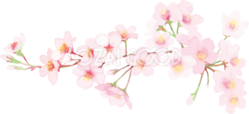 桜 花びら散るイラスト 透過 背景なし無料 フリー 素材good