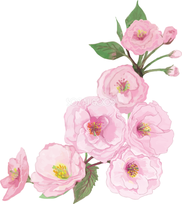 リアル綺麗な桜の枝イラスト 右下角用飾り背景なし 透過 無料フリー455 素材good