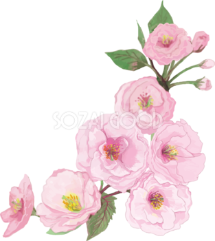 リアル綺麗な桜の枝イラスト 右下角用飾り背景なし(透過)無料フリー83455
